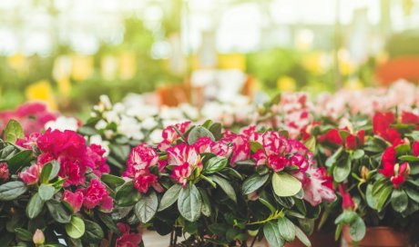 Qu'est-ce qu'un jardin japonais ?